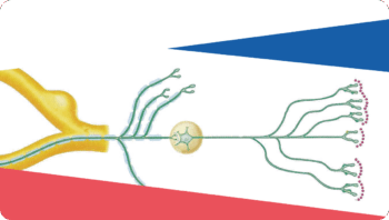 Das vegetative Nervensystem